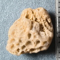 LE42 Colonial Tabulate Coral cf. Favosites sp.  