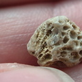 LE42 Colonial Tabulate Coral cf. Favosites sp.  