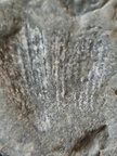 LE35 Spiriferid Brachiopod Impression