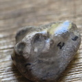 LE25 Brachiopod Fragment