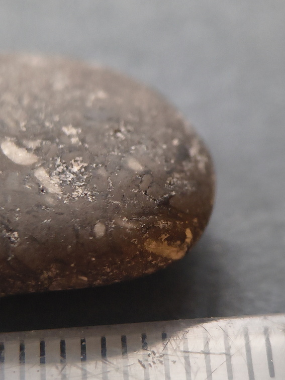 Crinoid Stem and Brachiopod Fossils