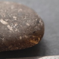 Crinoid Stem and Brachiopod Fossils