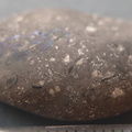 Crinoid Stem and Brachiopod Fossils