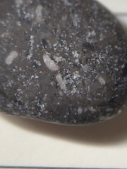 Crinoid Stem and Brachiopod Fossils
