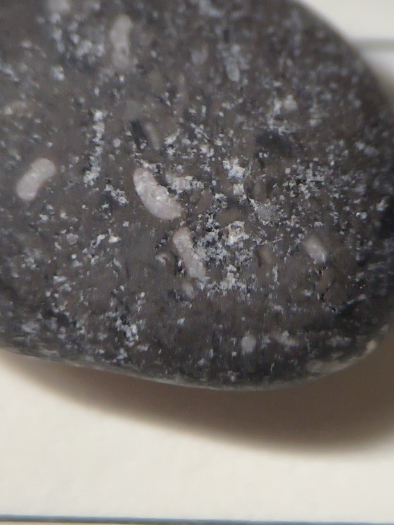 Crinoid Stem and Brachiopod Fossils