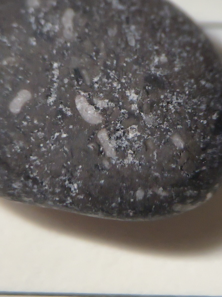 Crinoid Stem and Brachiopod Fossils