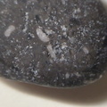 Crinoid Stem and Brachiopod Fossils
