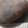 Crinoid Stem and Brachiopod Fossils