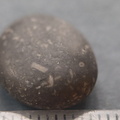 LE31 Crinoid Fragments
