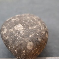 LE32 Crinoid Fragments