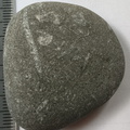 LE44 Crinoid Stems and Cladopora Coral