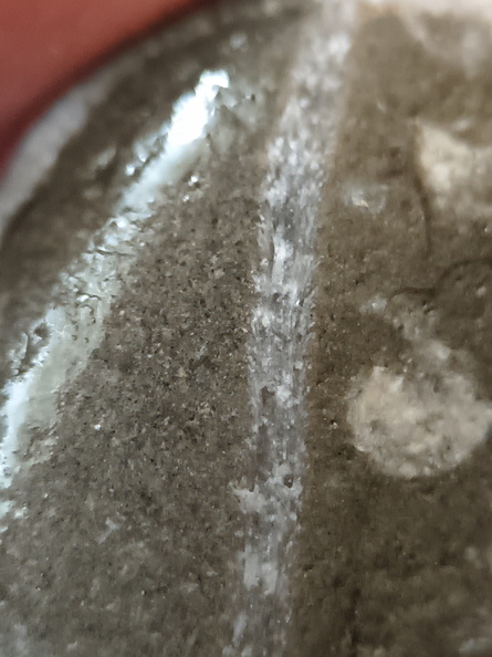 LE44 Crinoid Stems and Cladopora Coral