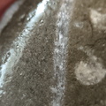LE44 Crinoid Stems and Cladopora Coral
