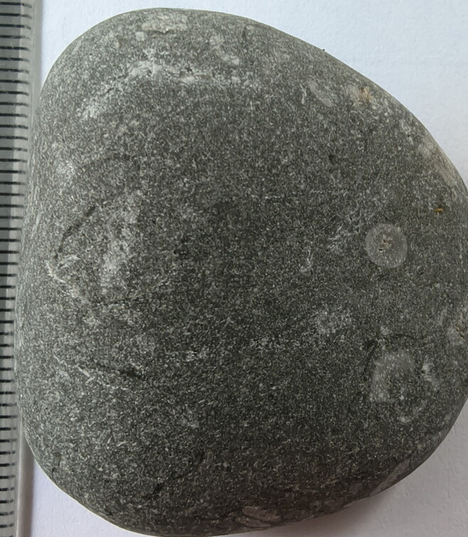 LE44 Crinoid Stems and Cladopora Coral