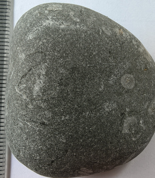 LE44 Crinoid Stems and Cladopora Coral