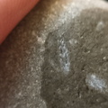 LE44 Crinoid Stems and Cladopora Coral