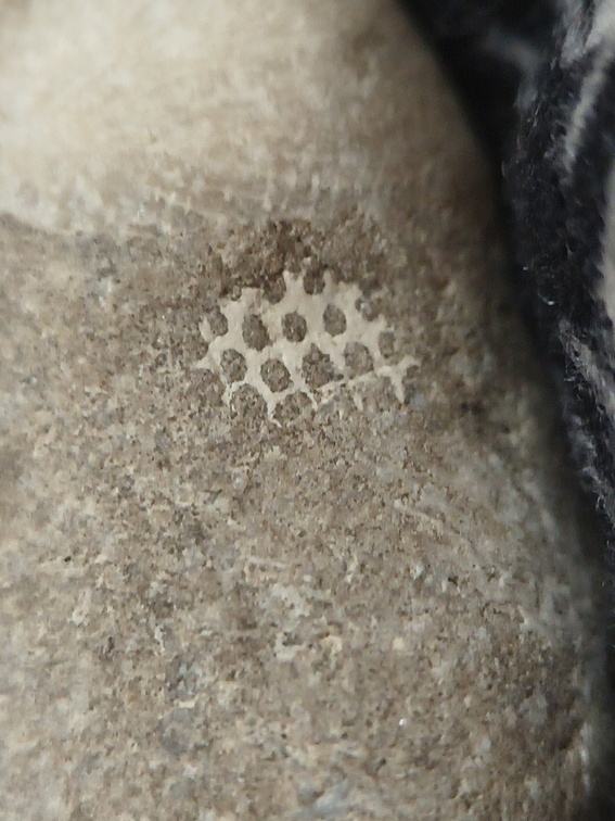 LE48 Rugose Coral & Favosites
