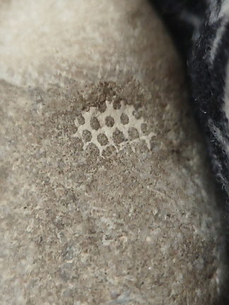 LE48 Rugose Coral & Favosites