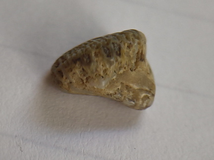 LE61 Tabulate Coral (cf. Favosites)