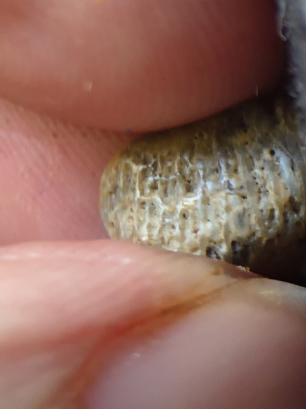 LE61 Tabulate Coral (cf. Favosites)
