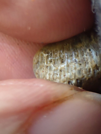 LE61 Tabulate Coral (cf. Favosites)