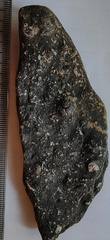LE23 Crinoid Segments