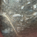 LE50 Bryozoans, Crinoid Fragments, and Shell Debris