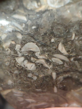 LE50 Bryozoans, Crinoid Fragments, and Shell Debris
