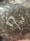LE50 Bryozoans, Crinoid Fragments, and Shell Debris