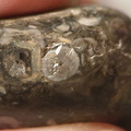 LE50 Bryozoans, Crinoid Fragments, and Shell Debris