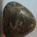 LE50 Bryozoans, Crinoid Fragments, and Shell Debris