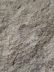 SRT3. Brachiopod Mix, Strophomenid and Rhynchonellid