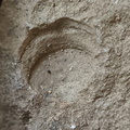 SRT3. Brachiopod Mix, Strophomenid and Rhynchonellid