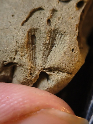 Brachiopod Impressions- spirifid and Indet.  