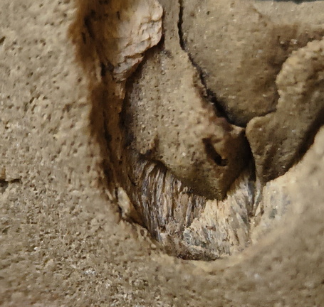 Brachiopod Impressions- spirifid and Indet.  