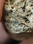 RR10 - Rugose Coral, Cystoporid Bryozoan, Brachiopod Fragments