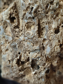RR10 - Rugose Coral, Cystoporid Bryozoan, Brachiopod Fragments