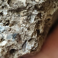 RR10 - Rugose Coral, Cystoporid Bryozoan, Brachiopod Fragments