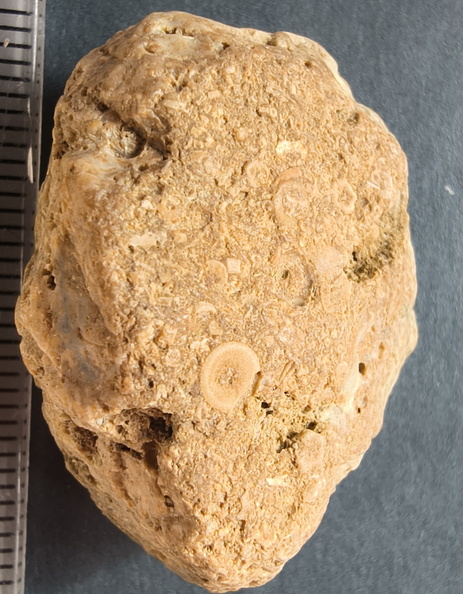SRL6 Bioclastic Packstone (Crinoid and Brachiopod Fragments)