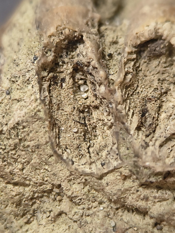 SRL7 Rugosa (Phaceloid Colonial Coral)