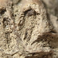 SRL7 Rugosa (Phaceloid Colonial Coral)