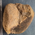 SRL8 Pharkidonotus Impression (Bellerophon-type Gastropod)