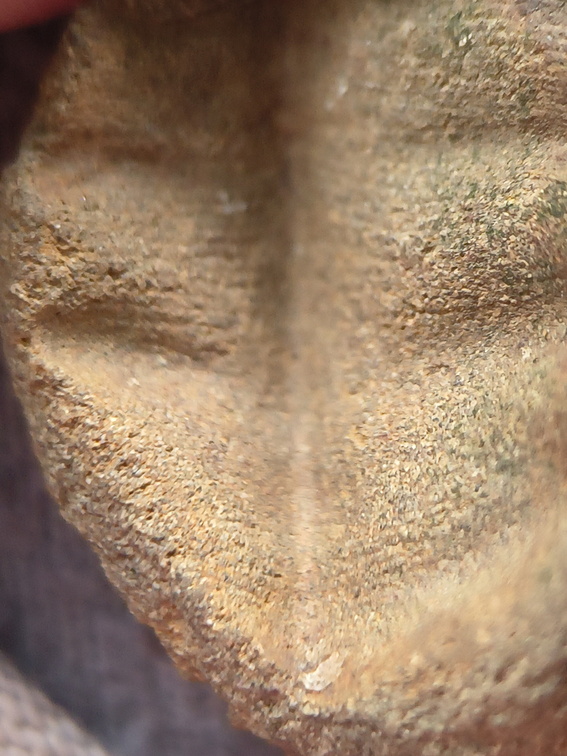 SRL8 Pharkidonotus Impression (Bellerophon-type Gastropod)