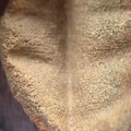 SRL8 Pharkidonotus Impression (Bellerophon-type Gastropod)