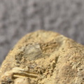 SRL9 Brachiopod Mix (cf. Rhipidomella)
