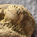 SRL9 Brachiopod Mix (cf. Rhipidomella)