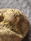 SRL9 Brachiopod Mix (cf. Rhipidomella)