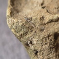 SRL13 Brachiopod and Crinoid Impressions