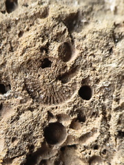 SRL13 Brachiopod and Crinoid Impressions