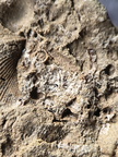 SRL13 Brachiopod and Crinoid Impressions